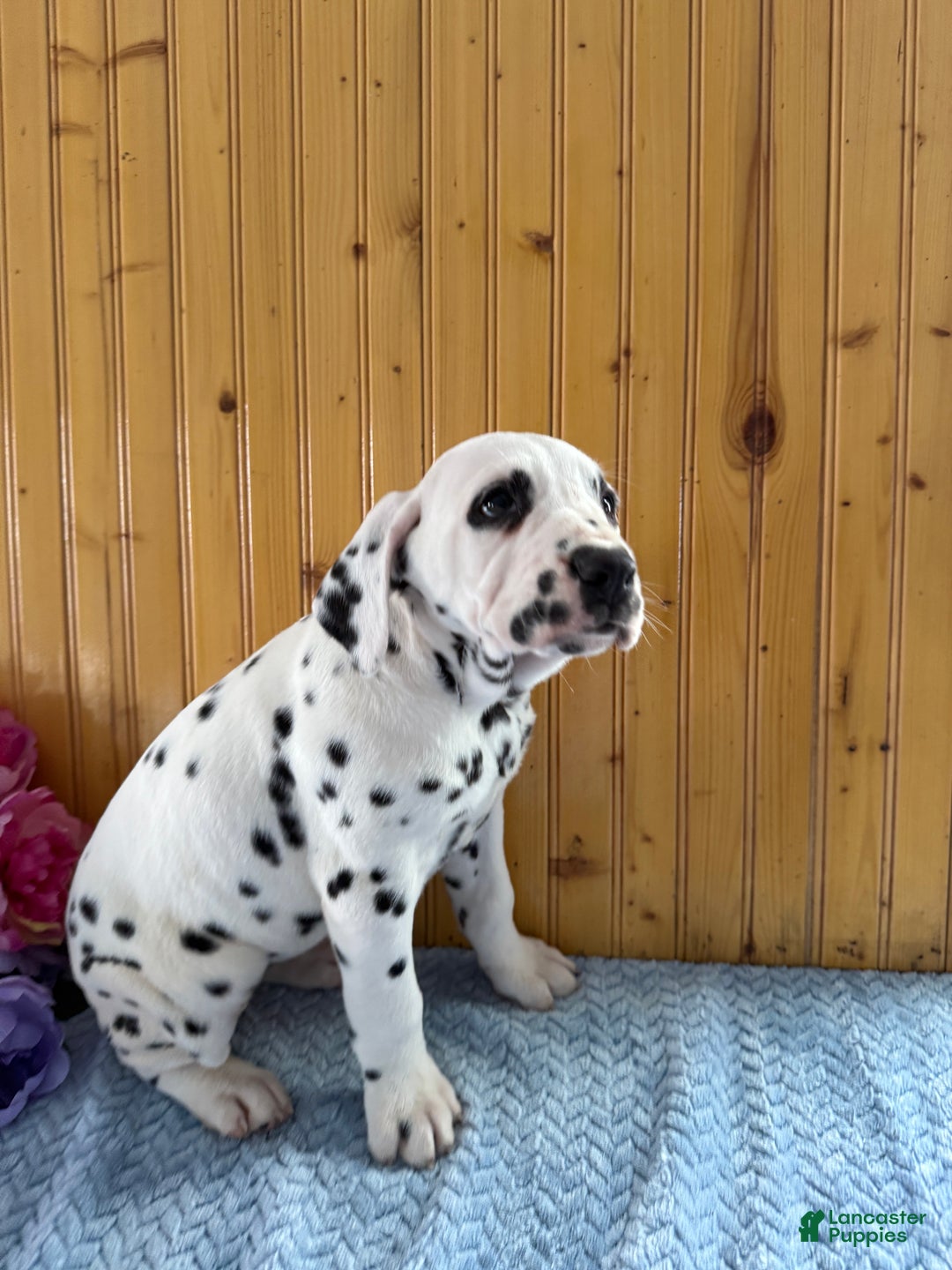 Dalmatian dogs for sale: Trinity - Ad 24