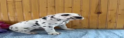 Dalmatian dogs for sale: Trinity - Ad 24