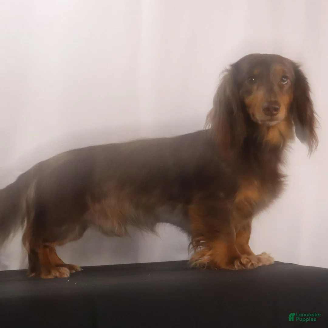 Dachshund dogs for sale: Rusty - Ad 13