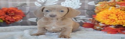 Dachshund dogs for sale: Abigail - Ad 3