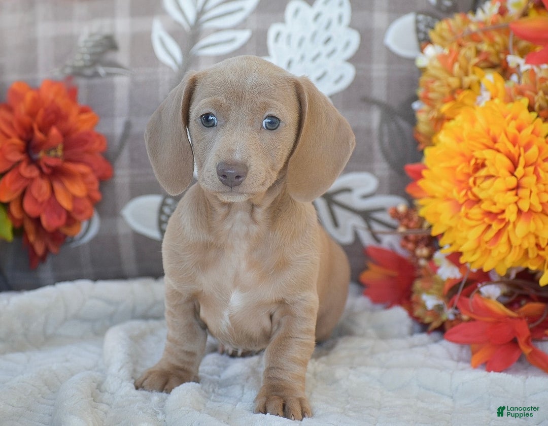 Dachshund dogs for sale: Abigail - Ad 3