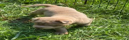 Shar Pei dogs for sale: Lyla - Ad 10