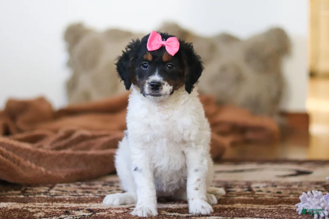 Mini Bernedoodle dogs for sale: Everly - Ad 2