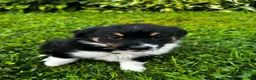Australian Shepherd dogs for sale: Rosie - Ad 4