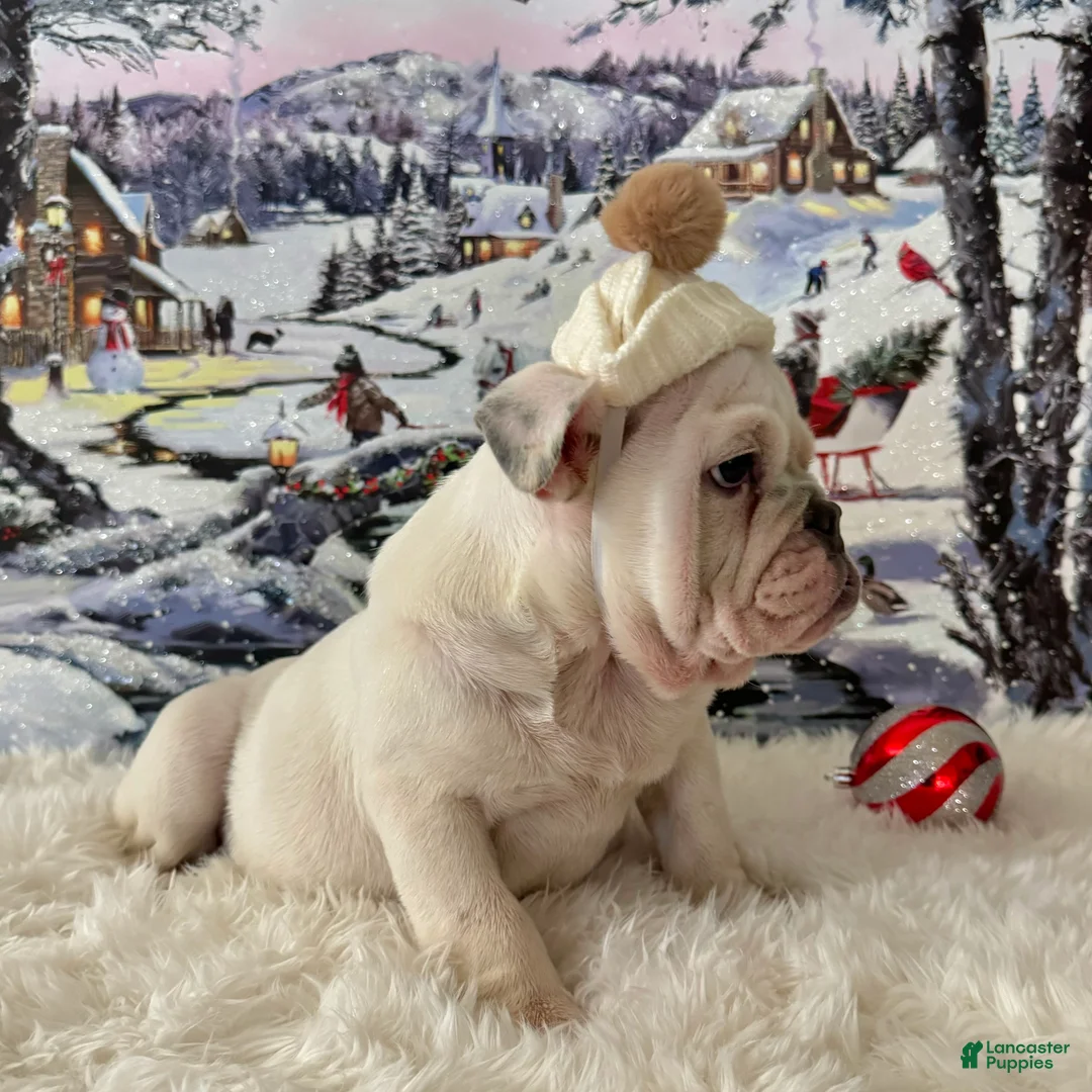 English Bulldog dogs for sale: Frodo  - Ad 2