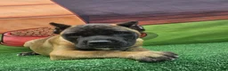 Cane Corso dogs for sale: KING - Ad 13