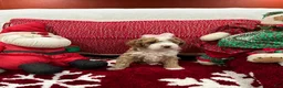 Mini Goldendoodle dogs for sale: Petite Mini Goldendoodle Babydoll - Ad 3