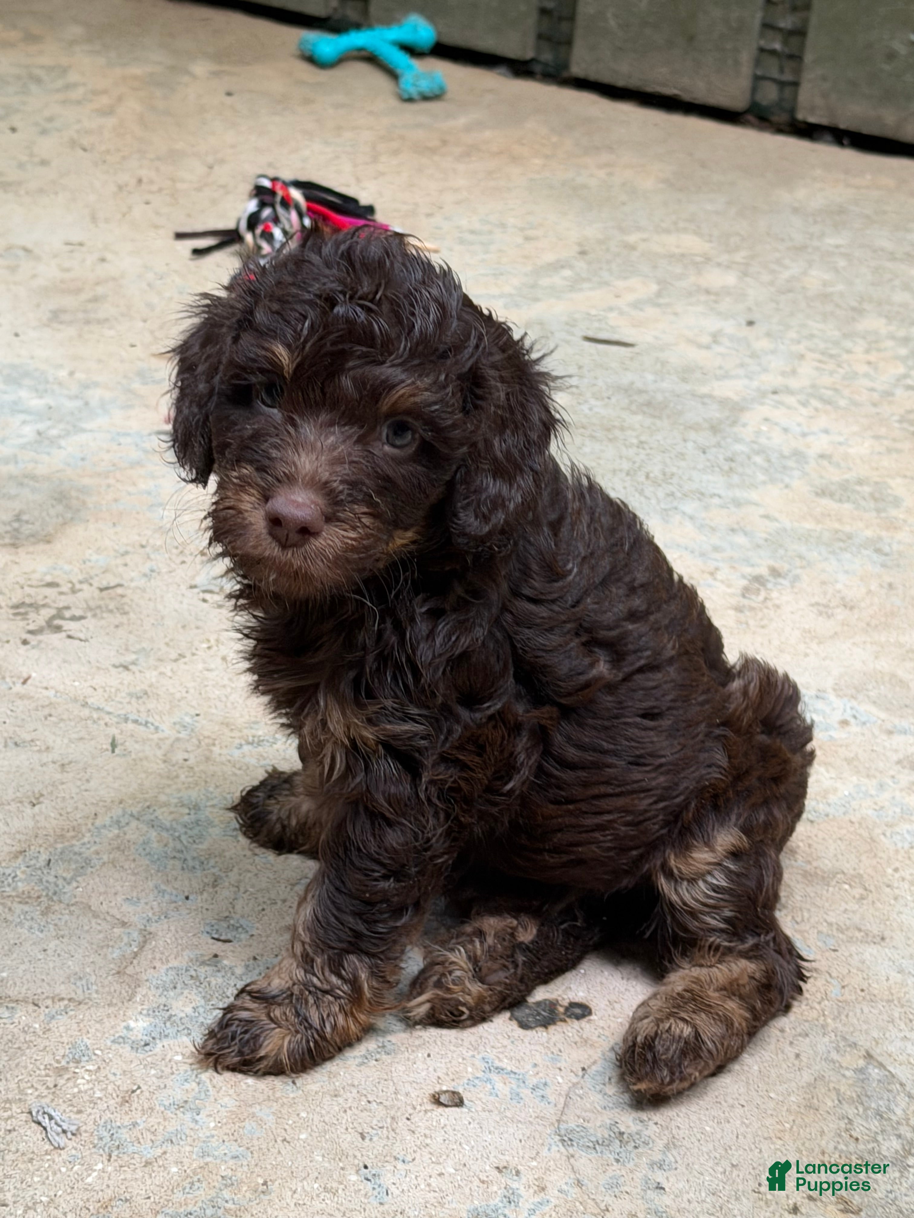 Aussiedoodle dogs Devins - Ad 1