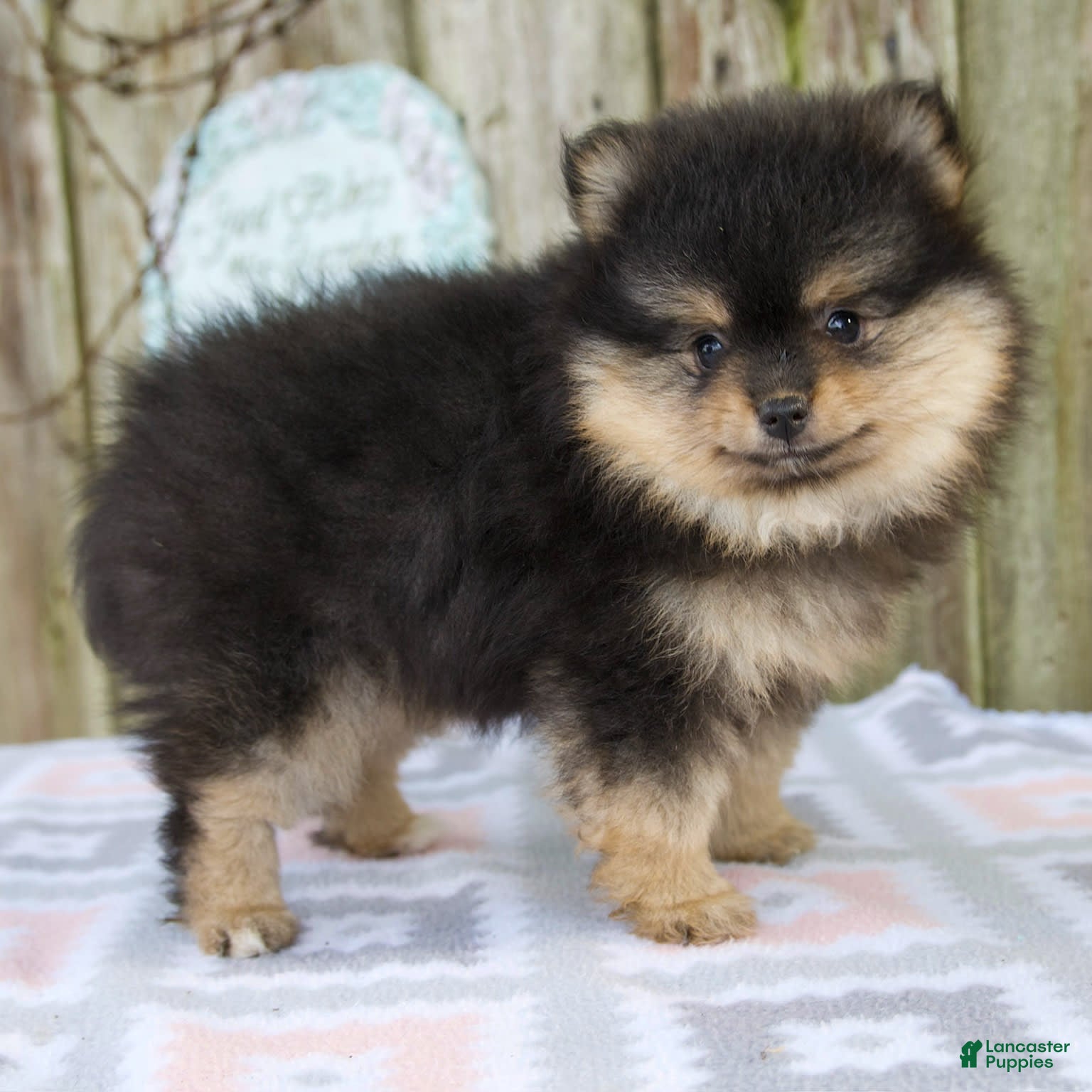 Pomeranian dogs Oliver - Ad 39