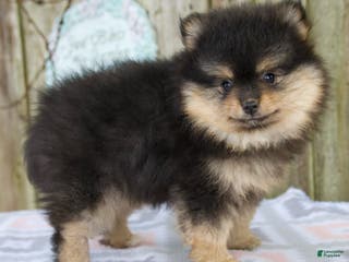 Pomeranian dogs Oliver - Ad 31