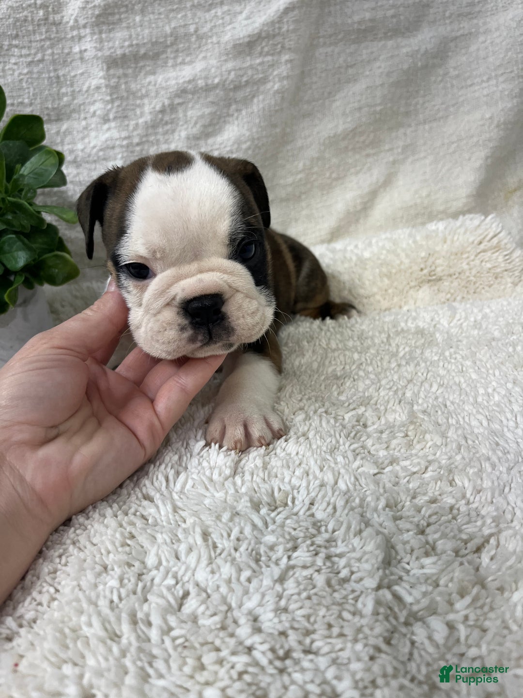 English Bulldog dogs for sale: Hank - Ad 6