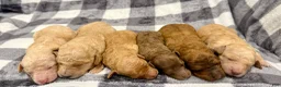 Standard Poodle dogs for sale: Silver Collar - Ad 11