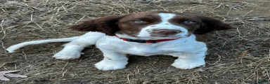 English Springer Spaniel 6
