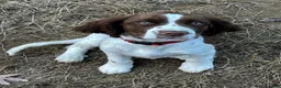 English Springer Spaniel dogs for sale: English Springer Spaniel 6 - Ad 1