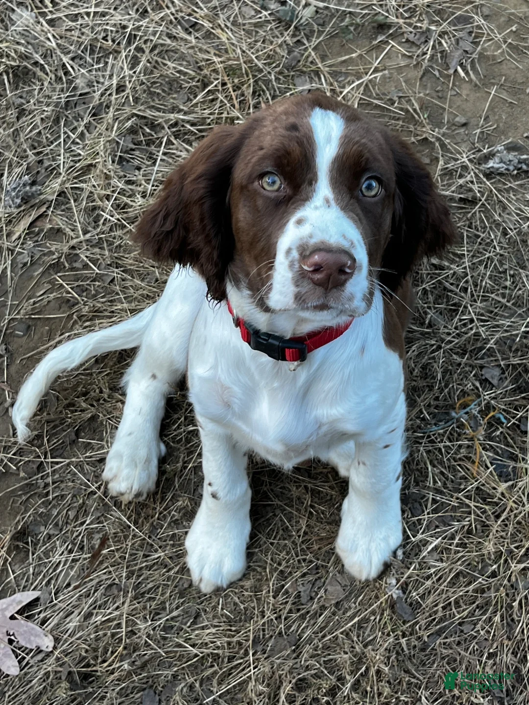 English Springer Spaniel dogs for sale: English Springer Spaniel 6 - Ad 1