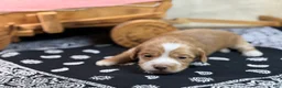 Miniature Dachshund dogs for sale: SILKY  Red/cream girl - Ad 7