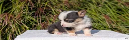 Welsh Corgi Pembroke dogs for sale: Willow - Ad 8