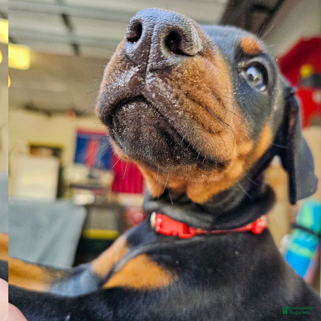 Doberman Pinscher dogs for sale: Black Female - Ad 3