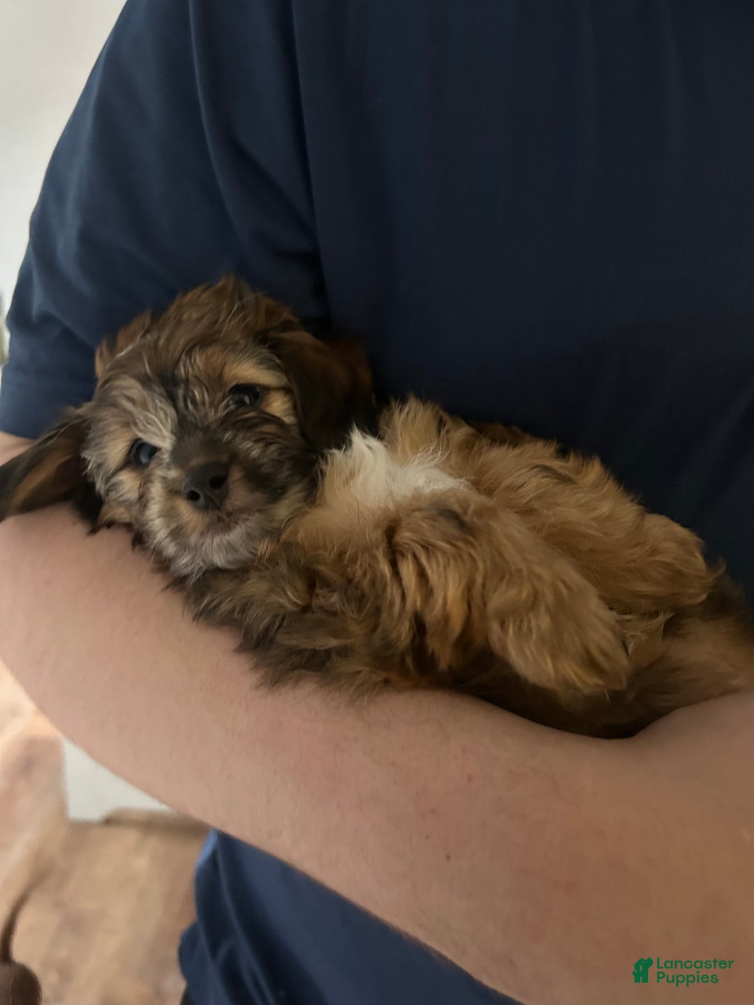 Mixed Breed dogs for sale: Mixed Breed Puppy 1 - Ad 1