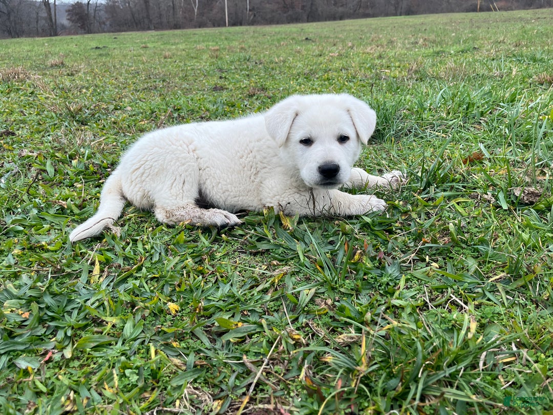 German Shepherd dogs for sale: Duke - Ad 3