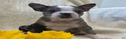 Frenchton dogs for sale: Kenson - Ad 2