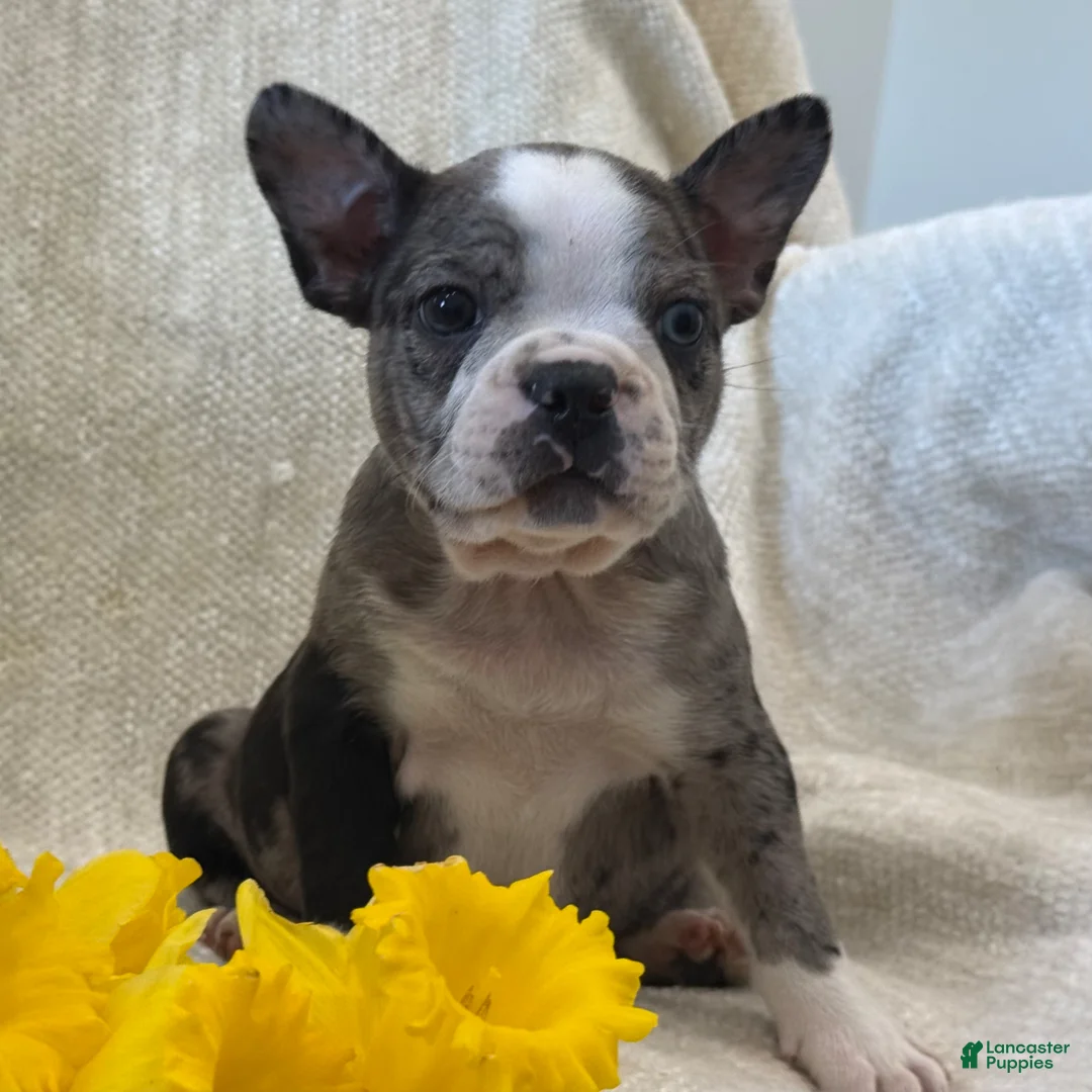 Frenchton dogs for sale: Kenson - Ad 2