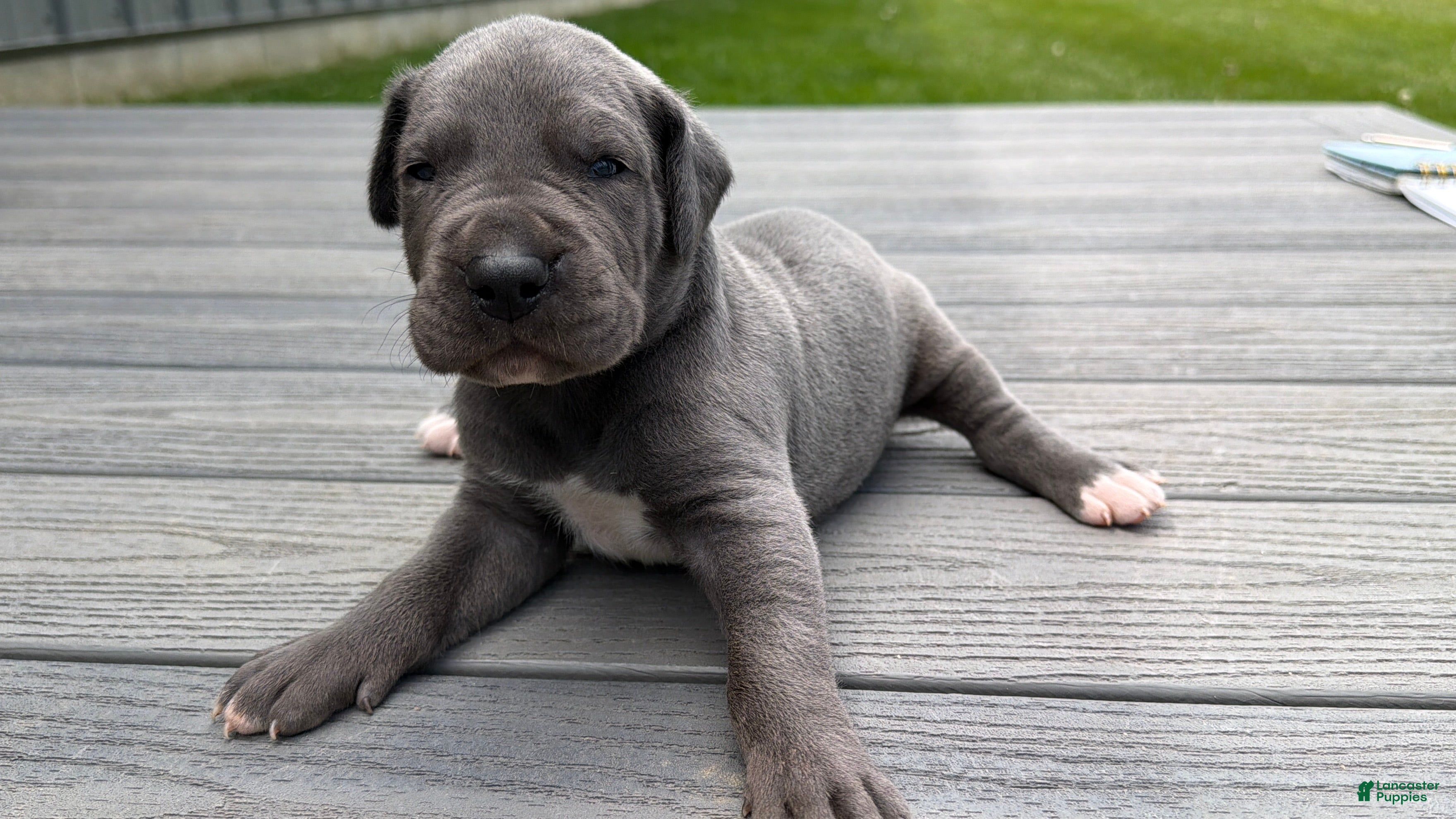 Great Dane dogs Scripple - Ad 2
