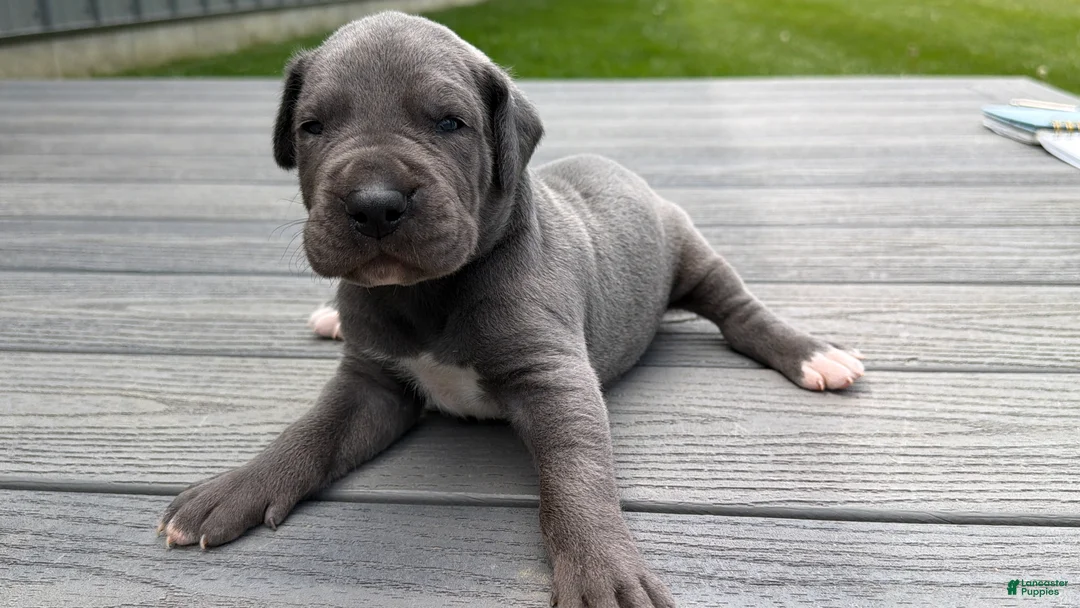 Great Dane dogs for sale: Scripple - Ad 2