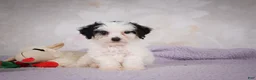 Mini Bernedoodle dogs for sale: Marley - Ad 1