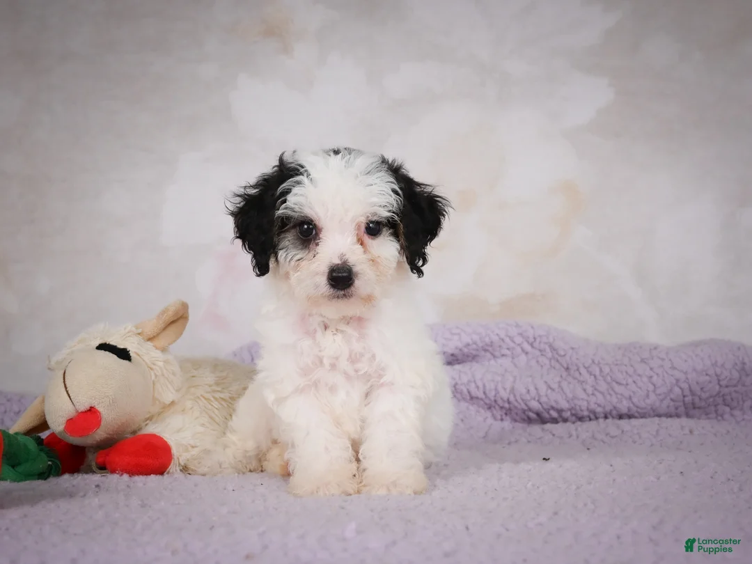 Mini Bernedoodle dogs for sale: Marley - Ad 1