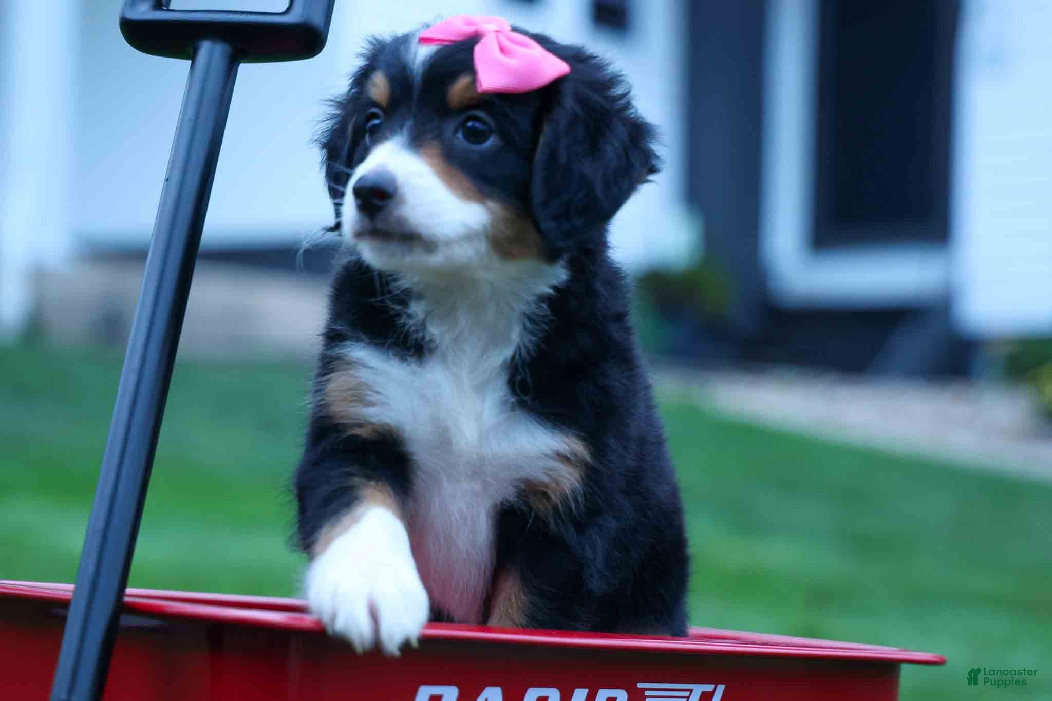 Bernedoodle dogs Yancy ❤️ - Ad 2