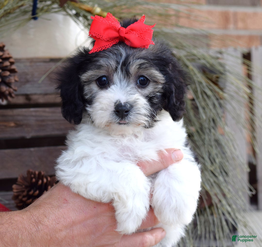 Bichpoo dogs for sale: Stella - Ad 4