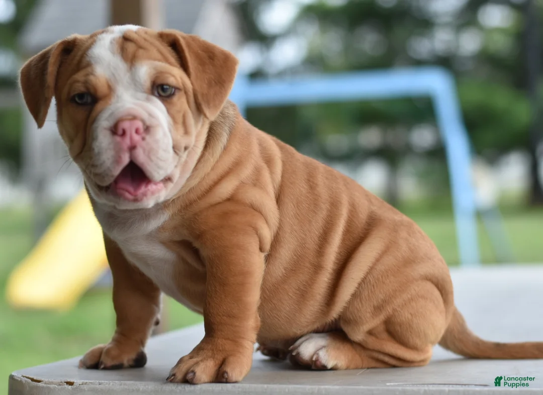 Mixed Breed dogs for sale: Hercules Bulldog hybrid  - Ad 2