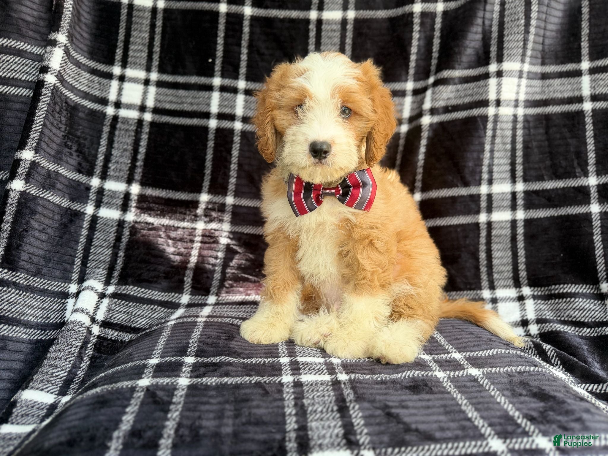 Cavapoo dogs Cobra - Ad 19