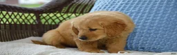 Golden Retriever dogs for sale: Lilo - Ad 5