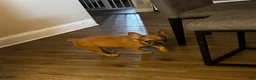 French Bulldog dogs for sale: Nina - Ad 11