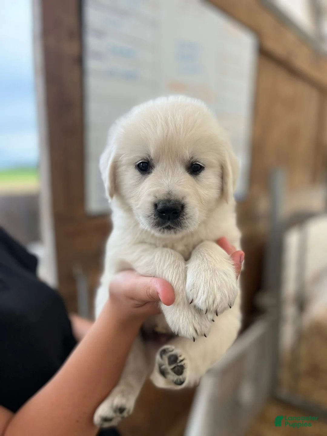 Golden Retriever dogs for sale: Golden Retriever Puppy 1, light green collar - Ad 1