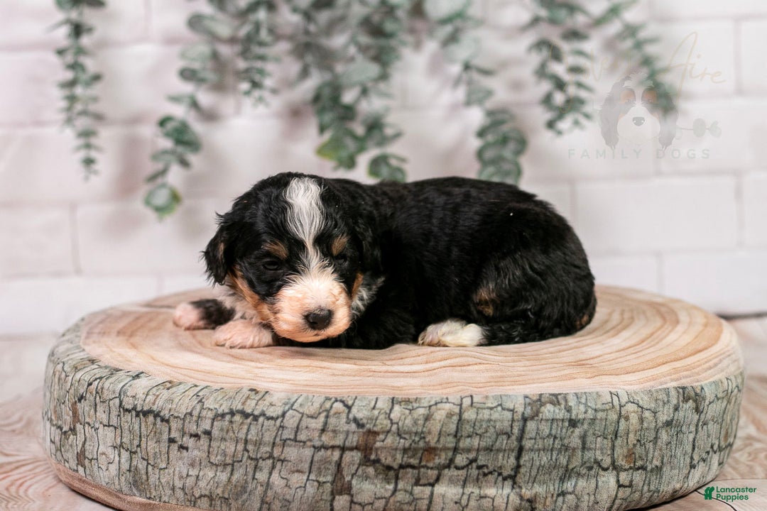Bernedoodle dogs for sale: Torch - Ad 11