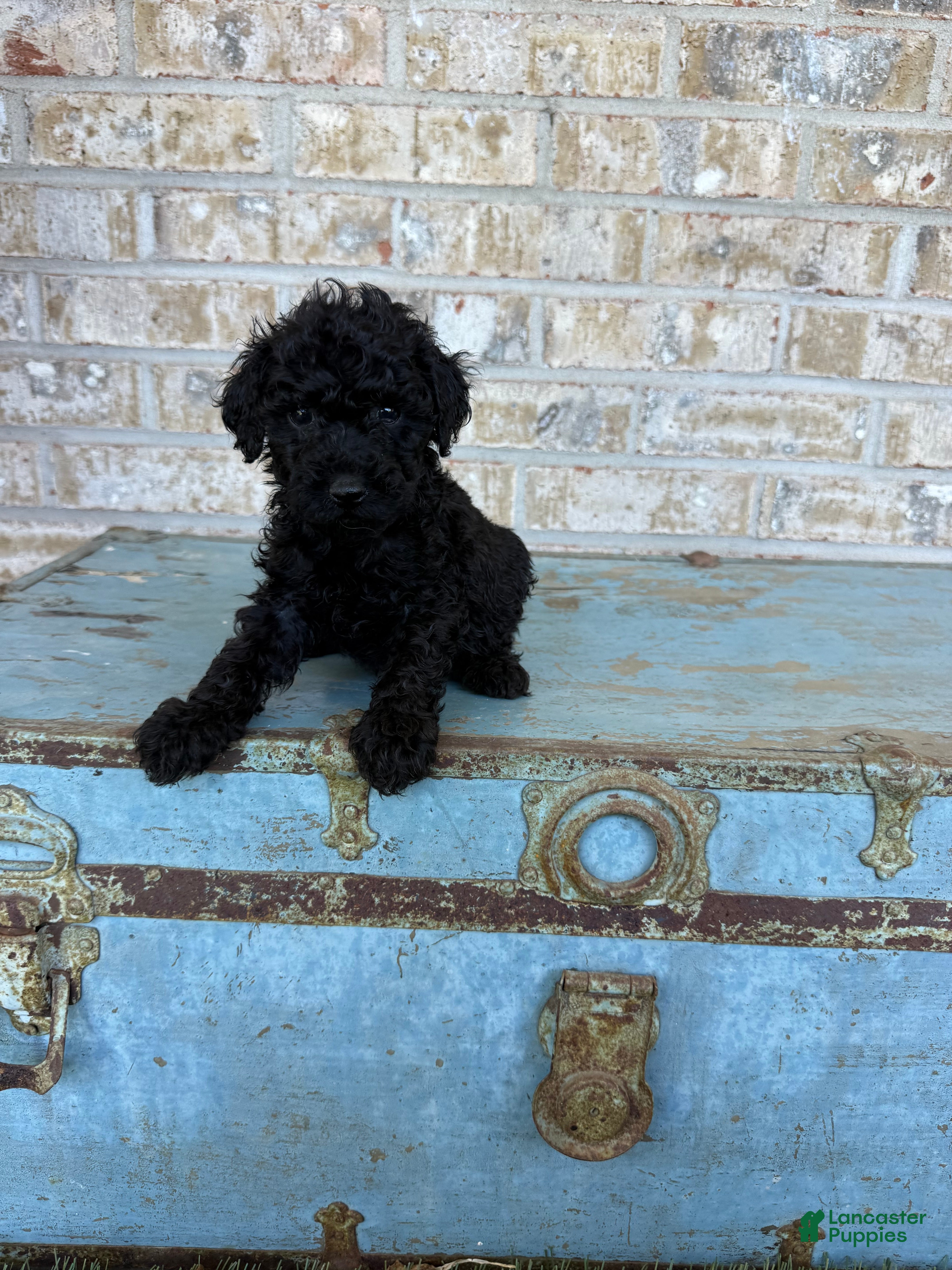 Bear (Doodle / designer cross, Male) in Scottsville, KY
