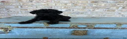 Miniature Labradoodle dogs for sale: Bear  - Ad 1