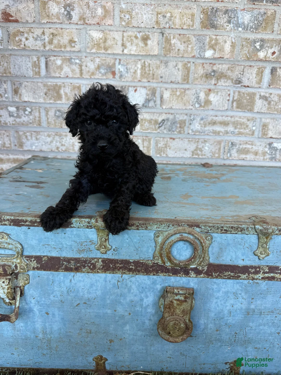 Miniature Labradoodle dogs for sale: Bear  - Ad 1