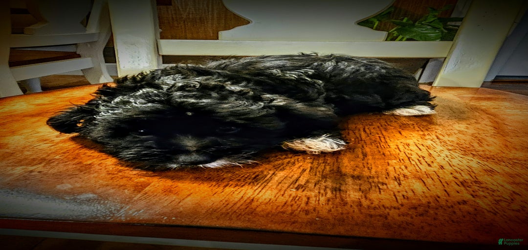 Gallery Image {{count}}