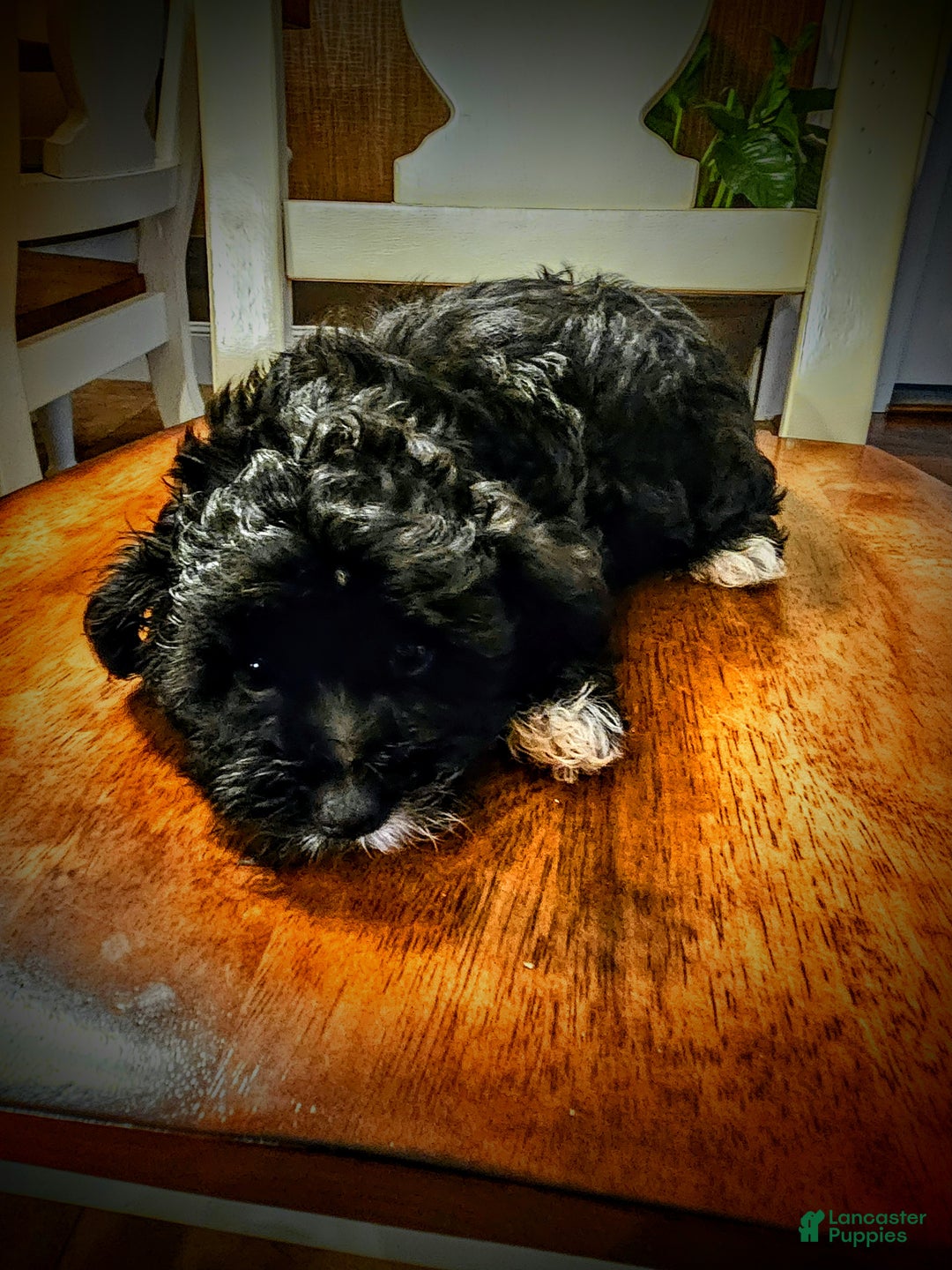 Gallery Image {{count}}