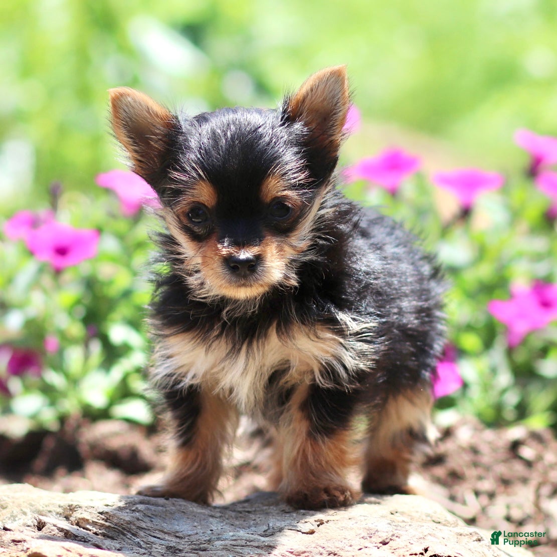 Yorkshire Terrier dogs Arlo - Ad 1