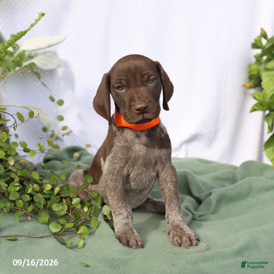 German Shorthaired Pointer dogs Murphy - Ad 1