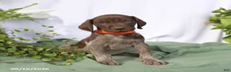 German Shorthaired Pointer dogs for sale: Murphy - Ad 1
