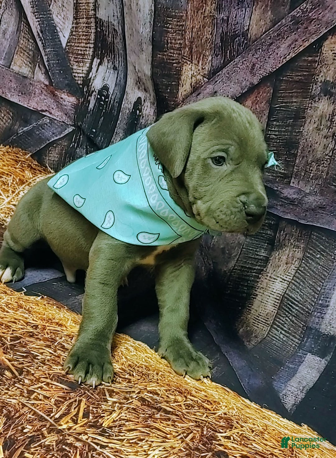 Great Dane dogs for sale: Sleepy - Ad 1