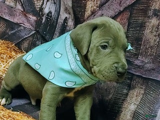 Great Dane dogs Sleepy - Ad 16