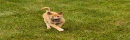 Shiba Inu dogs for sale: Jake - Ad 7