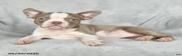 Boston Terrier dogs for sale: Tiffany - Ad 5